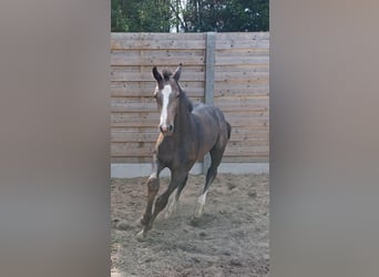 Belgisch Warmbloed, Hengst, Veulen (05/2025), Schimmel