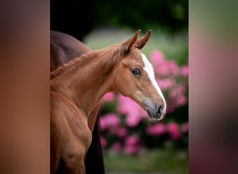 Belgisch Warmbloed, Hengst, Veulen (05/2025)