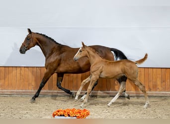 Belgisch Warmbloed, Hengst, Veulen (05/2025)
