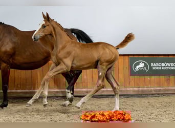 Belgisch Warmbloed, Hengst, Veulen (05/2025)