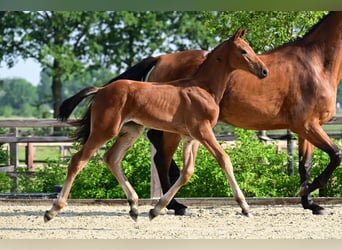 Belgisch Warmbloed, Hengst, Veulen (04/2026)