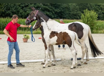Belgisch Warmbloed, Hengst, Veulen (04/2025)
