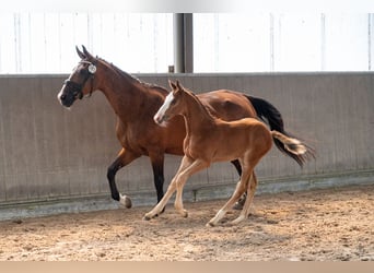 Belgisch Warmbloed, Hengst, Veulen (05/2026)