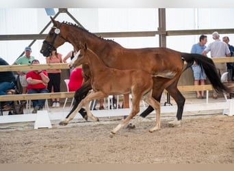 Belgisch Warmbloed, Hengst, Veulen (05/2026)
