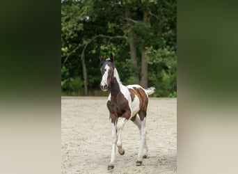 Belgisch Warmbloed, Hengst, Veulen (04/2025)