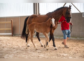 Belgisch Warmbloed, Hengst, Veulen (05/2026)