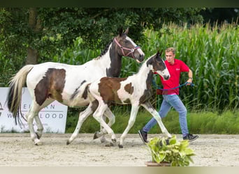 Belgisch Warmbloed, Hengst, Veulen (04/2025)