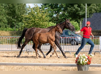Belgisch Warmbloed, Hengst, Veulen (05/2026)