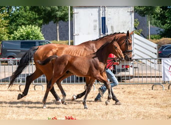 Belgisch Warmbloed, Hengst, Veulen (04/2026)