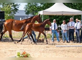 Belgisch Warmbloed, Hengst, Veulen (04/2026)