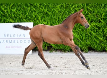Belgisch Warmbloed, Hengst, Veulen (04/2026)