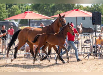 Belgisch Warmbloed, Hengst, Veulen (04/2026)
