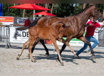 Belgisch Warmbloed, Hengst, Veulen (05/2026)