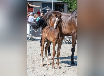 Belgisch Warmbloed, Hengst, Veulen (03/2026)