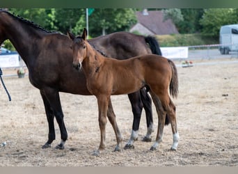 Belgisch Warmbloed, Hengst, Veulen (05/2026)