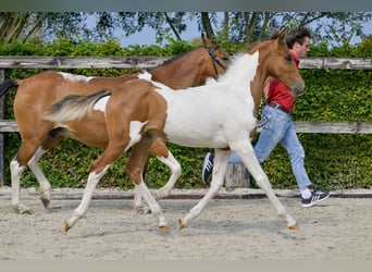 Belgisch Warmbloed, Hengst, veulen (04/2024)