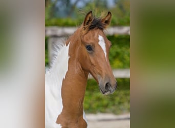 Belgisch Warmbloed, Hengst, veulen (04/2024)