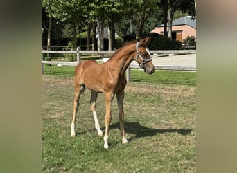 Belgisch Warmbloed, Hengst, Veulen (06/2025), Vos