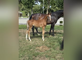 Belgisch Warmbloed, Hengst, Veulen (06/2025), Vos