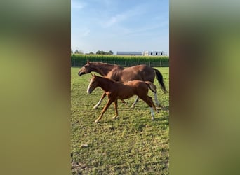 Belgisch Warmbloed, Hengst, veulen (05/2024), Vos