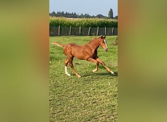 Belgisch Warmbloed, Hengst, veulen (05/2024), Vos