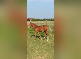 Belgisch Warmbloed, Hengst, veulen (05/2024), Vos