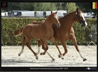 Belgisch Warmbloed, Hengst, veulen (01/2023), Vos