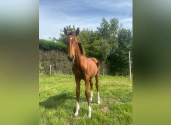 Belgisch Warmbloed, Hengst, Veulen (05/2025), Vos