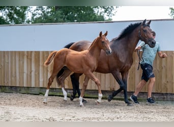 Belgisch Warmbloed, Hengst, Veulen (04/2025), Vos