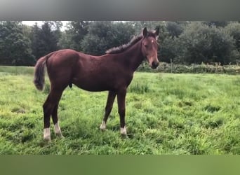Belgisch Warmbloed, Hengst, Veulen (05/2025), Vos