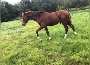 Belgisch Warmbloed, Hengst, Veulen (05/2025), Vos