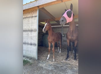 Belgisch Warmbloed, Hengst, Veulen (05/2026), Vos