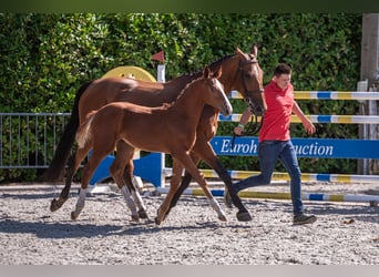 Belgisch Warmbloed, Hengst, Veulen (05/2026), Vos