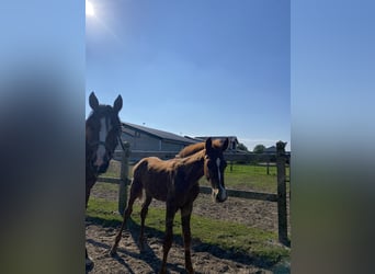 Belgisch Warmbloed, Hengst, veulen (06/2024), Vos