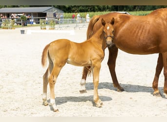 Belgisch Warmbloed, Hengst, Veulen (06/2026), Vos