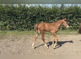 Belgisch Warmbloed, Hengst, Veulen (06/2026), Vos