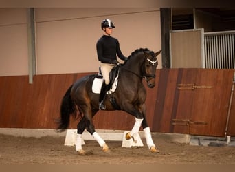 Belgisch Warmbloed, Hengst, veulen (04/2024), Zwart