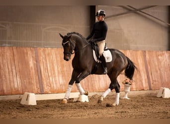 Belgisch Warmbloed, Hengst, veulen (04/2024), Zwart