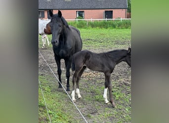 Belgisch Warmbloed, Hengst, veulen (04/2024), Zwart