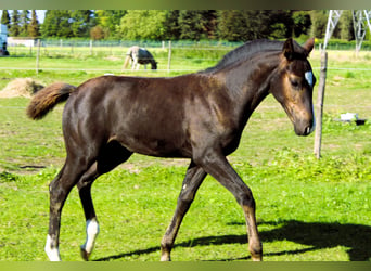 Belgisch Warmbloed, Hengst, veulen (06/2024), Zwartbruin