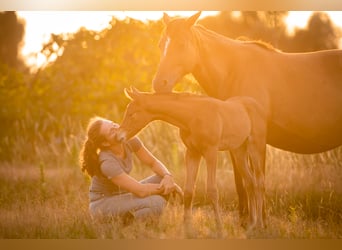 Belgisch Warmbloed, Merrie, 10 Jaar, 161 cm, Donkere-vos