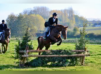 Belgisch Warmbloed, Merrie, 10 Jaar, 161 cm, Donkere-vos