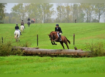 Belgisch Warmbloed, Merrie, 10 Jaar, 161 cm, Donkere-vos