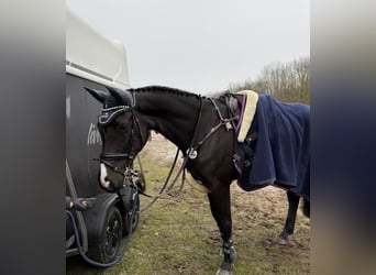 Belgisch Warmbloed, Merrie, 10 Jaar, 164 cm, Donkerbruin