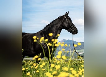 Belgisch Warmbloed, Merrie, 10 Jaar, 165 cm, Zwart