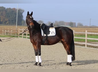 Belgisch Warmbloed, Merrie, 10 Jaar, 168 cm, Zwartbruin