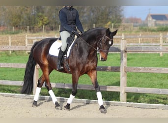 Belgisch Warmbloed, Merrie, 10 Jaar, 168 cm, Zwartbruin