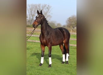 Belgisch Warmbloed, Merrie, 10 Jaar, 168 cm, Zwartbruin