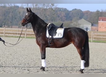 Belgisch Warmbloed, Merrie, 10 Jaar, 168 cm, Zwartbruin