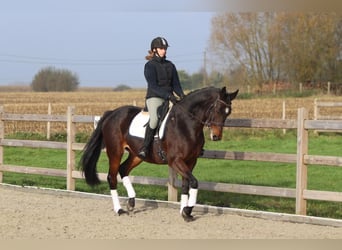 Belgisch Warmbloed, Merrie, 10 Jaar, 168 cm, Zwartbruin